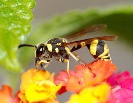 Potter wasp feeding on nectar 