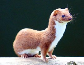 Weasel - Mustela nivalis