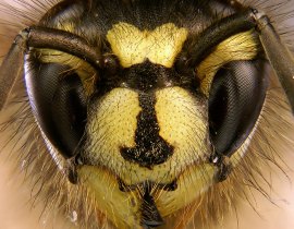 Wasp nest control newmarket