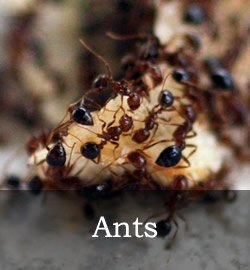 Ant removal