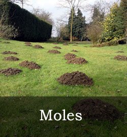 Mole hole prevention