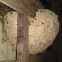 An excellent example of a wasp nest