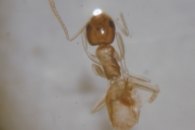 Ghost ant worker