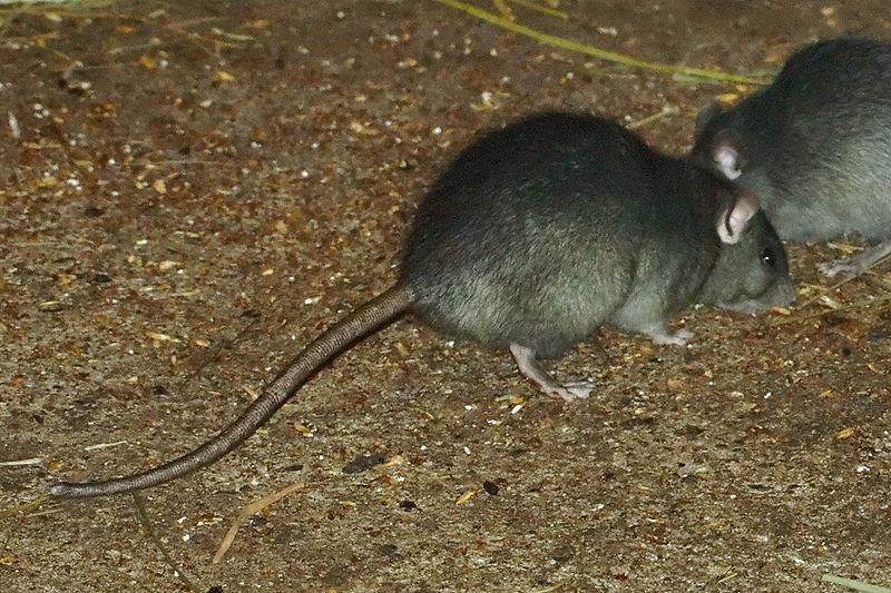 Black Rat - Suffolk Pest Control Company