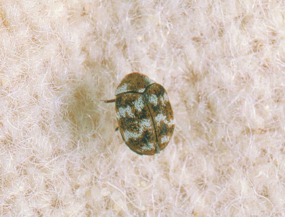 Carpet Beetles Treatment & Control