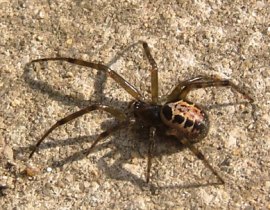false widow spider fumnigation 