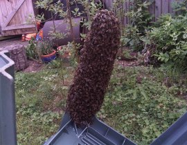 Bee swarms often rest is odd locations, these were caught and given a new home.