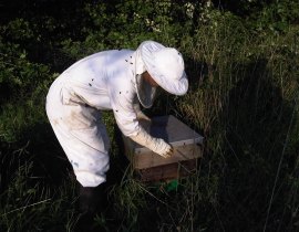 Getting into bee keeping