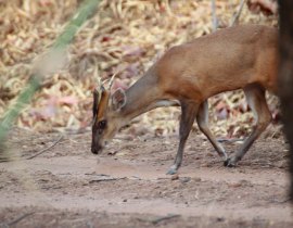 Muntjac are common visitors to gardens and cause much damage to plants