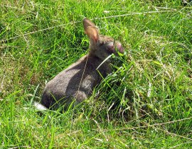 myxomatosis rabbit