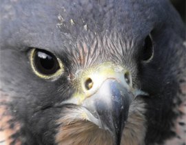 pest control with hawks