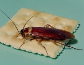 American cockroach