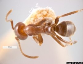 Argentine tropical ants
