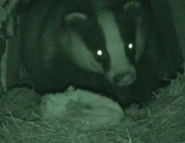 Badger fencing