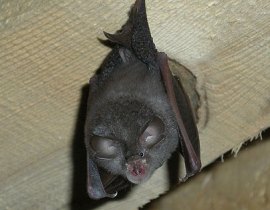 Common pipistrelle