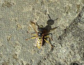 Bee killer wasp