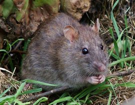 Brown rat