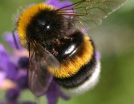 Bombus terrestris