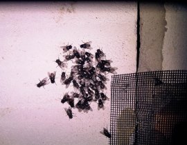 Cluster fly on a wall