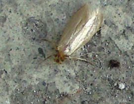 Common Clothes moth