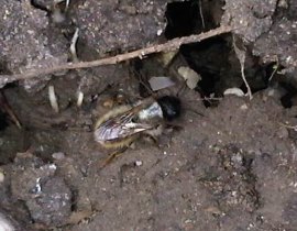 Digger bee (Anthophora hispanica)