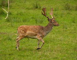 Fallow Stag