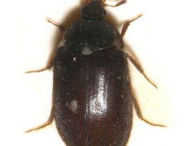 Fur beetle