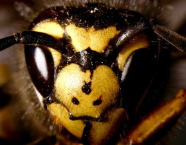 Vespula germainca (courtesy of Entomart) 