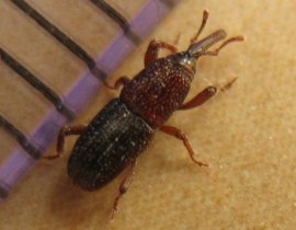 Grain Weevil