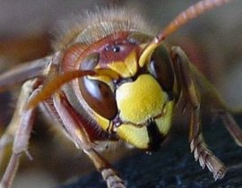 Vespa crabro