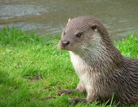 Otter