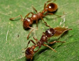 Red Ant