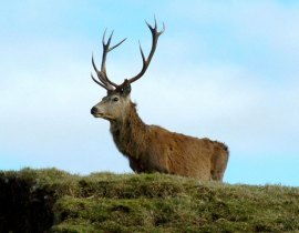 Red Stag or Hart in Scotland (courtesy of Guinnog)