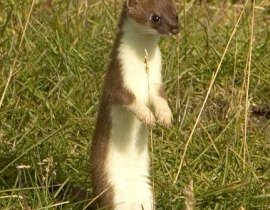 Stoat