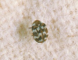 The Varied Carpet Beetle