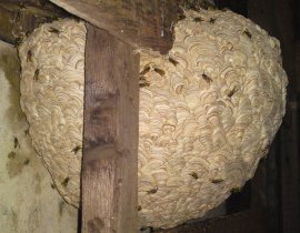An excellent example of a wasp nest