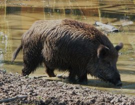 Wild boar