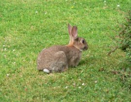 Rabbit