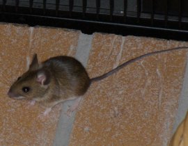 Yellwo necked mouse (courtesy of SuperSteffen)