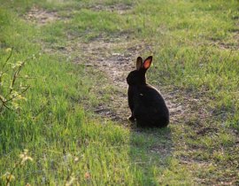 Rabbit proof fencing