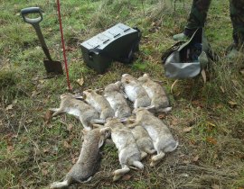 pest control of rabbits with ferrets