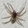 False widow spider removal