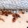 Bedbug evidence under matress-seems