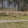 Great bounds of the Brown Hare