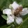 honey bee on a flower