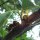 Hornets chewing bark from a branch