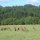 Herd of Red Deer (courtesy of Paul Birrel)