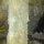 Squirrel damage to insulation