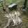 Ferrets provide a useful tool in controlling rabbit populations
