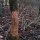 Rabbit damage to trees. 